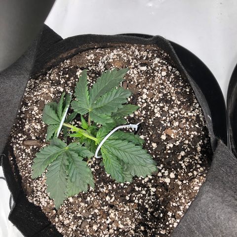 Sir Gheen of the Green (6) growlog timeline photo