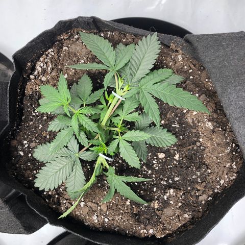 Sir Gheen of the Green (6) growlog timeline photo