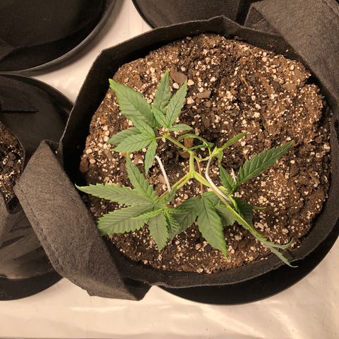 Sir Gheen of the Green (6) growlog timeline photo
