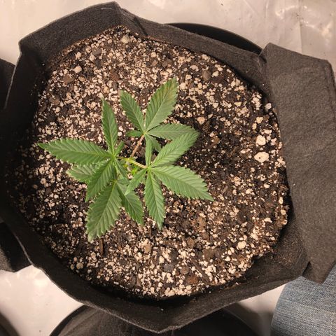 Sir Gheen of the Green (6) growlog timeline photo