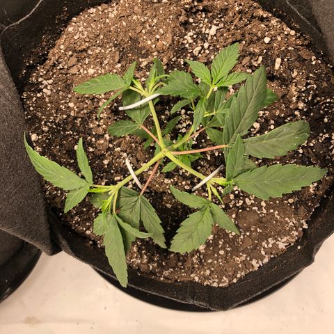 Sir Gheen of the Green (6) growlog timeline photo