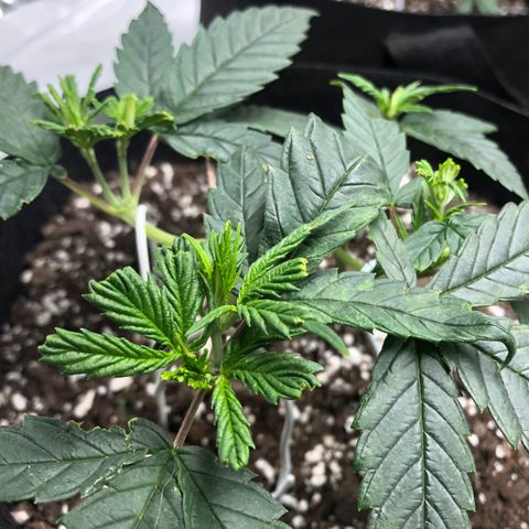 Sir Gheen of the Green (6) growlog timeline photo