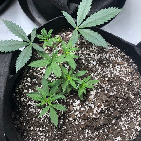Sir Gheen of the Green (6) growlog timeline photo