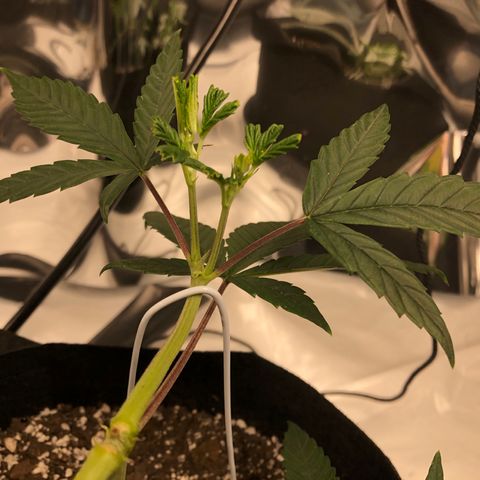 Sir Gheen of the Green (6) growlog timeline photo