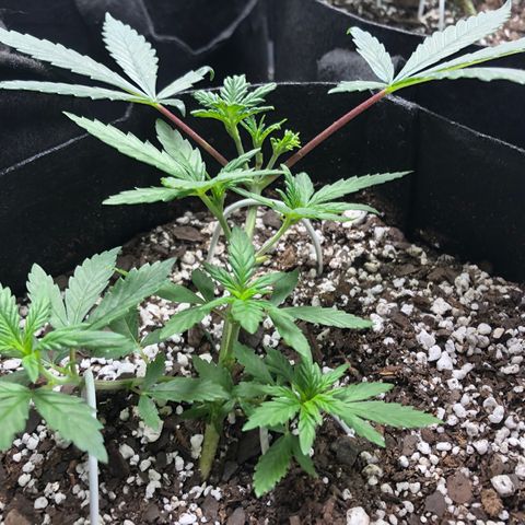Sir Gheen of the Green (6) growlog timeline photo