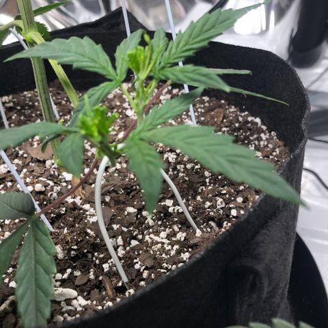 Sir Gheen of the Green (6) growlog timeline photo