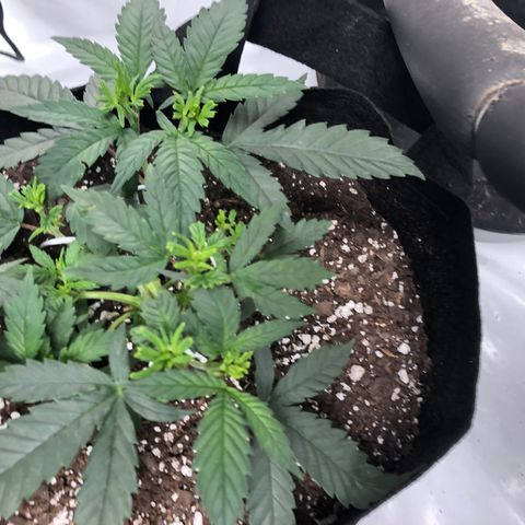 Sir Gheen of the Green (6) growlog timeline photo
