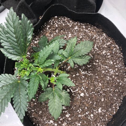 Sir Gheen of the Green (6) growlog timeline photo
