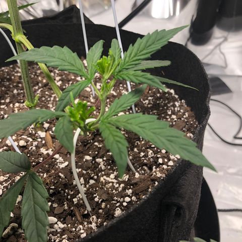 Sir Gheen of the Green (6) growlog timeline photo