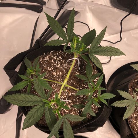 Sir Gheen of the Green (6) growlog timeline photo