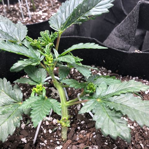 Sir Gheen of the Green (6) growlog timeline photo