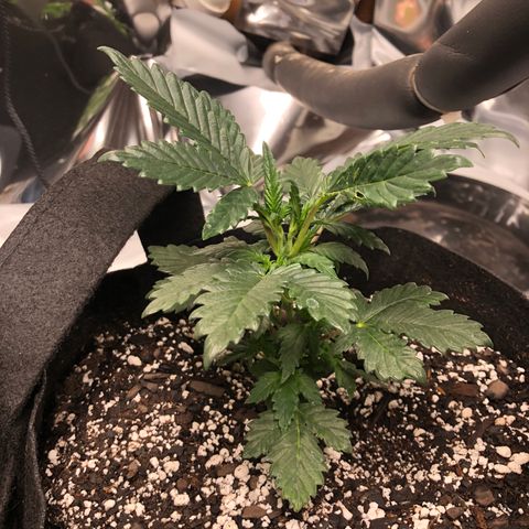 Sir Gheen of the Green (6) growlog timeline photo