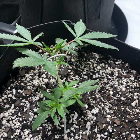 Sir Gheen of the Green (6) growlog timeline photo