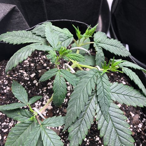 Sir Gheen of the Green (6) growlog timeline photo
