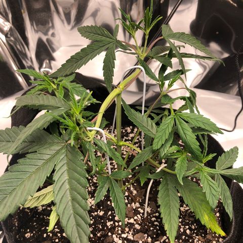 Sir Gheen of the Green (6) growlog timeline photo