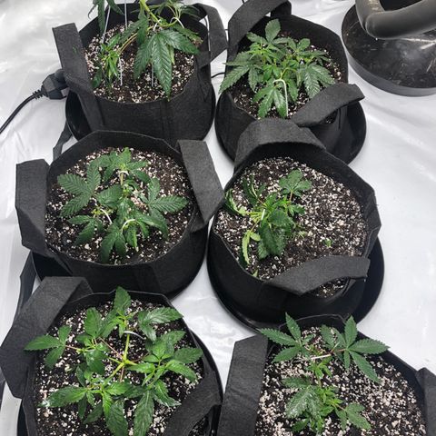 Sir Gheen of the Green (6) growlog timeline photo