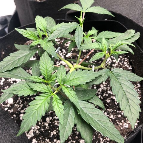 Sir Gheen of the Green (6) growlog timeline photo