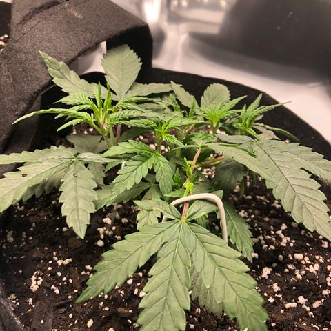 Sir Gheen of the Green (6) growlog timeline photo