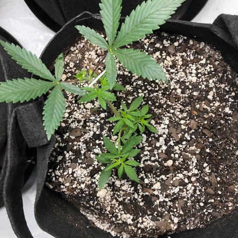 Sir Gheen of the Green (6) growlog timeline photo