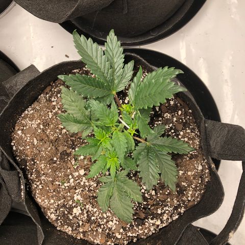 Sir Gheen of the Green (6) growlog timeline photo