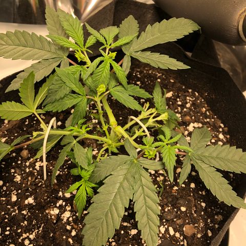 Sir Gheen of the Green (6) growlog timeline photo