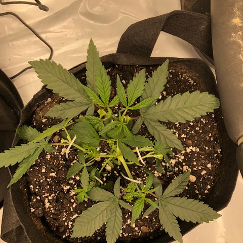 Sir Gheen of the Green (6) growlog timeline photo