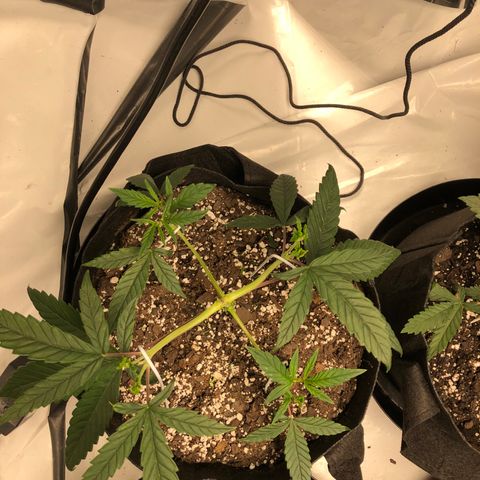 Sir Gheen of the Green (6) growlog timeline photo