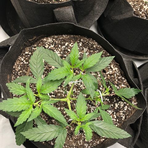 Sir Gheen of the Green (6) growlog timeline photo