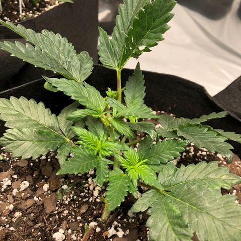 Sir Gheen of the Green (6) growlog timeline photo