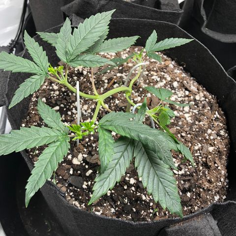 Sir Gheen of the Green (6) growlog timeline photo