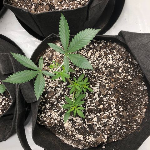 Sir Gheen of the Green (6) growlog timeline photo