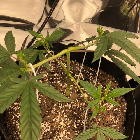 Sir Gheen of the Green (6) growlog timeline photo