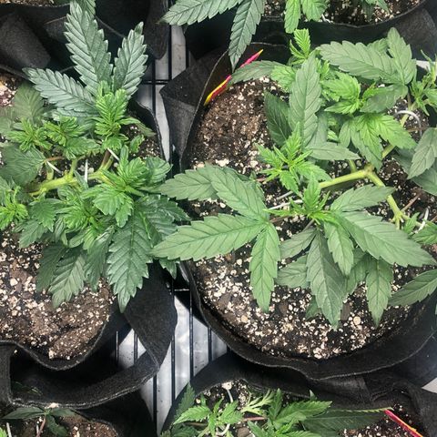 Sir Gheen of the Green (6) growlog timeline photo
