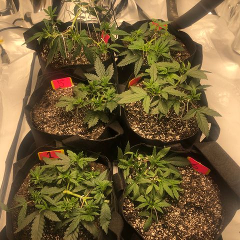 Sir Gheen of the Green (6) growlog timeline photo