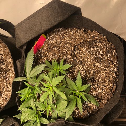 Sir Gheen of the Green (6) growlog timeline photo