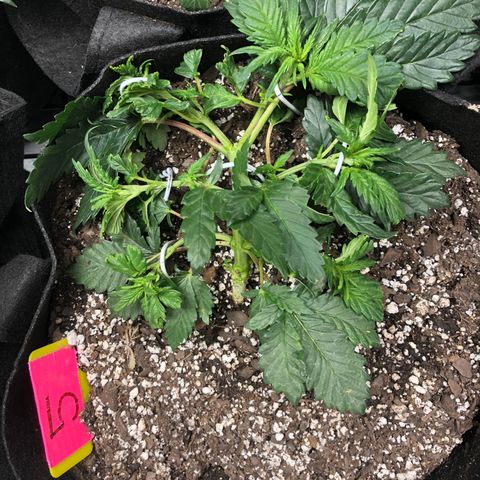 Sir Gheen of the Green (6) growlog timeline photo