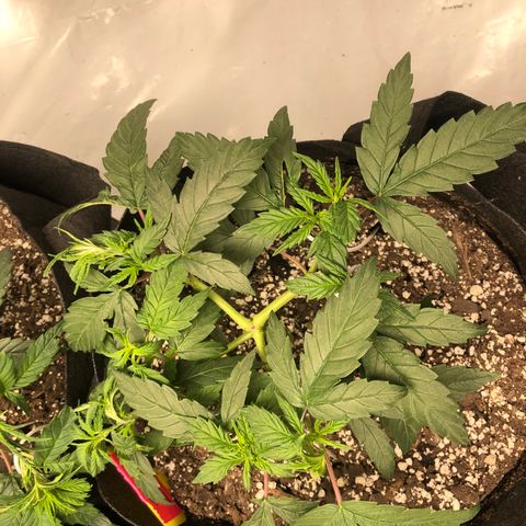 Sir Gheen of the Green (6) growlog timeline photo