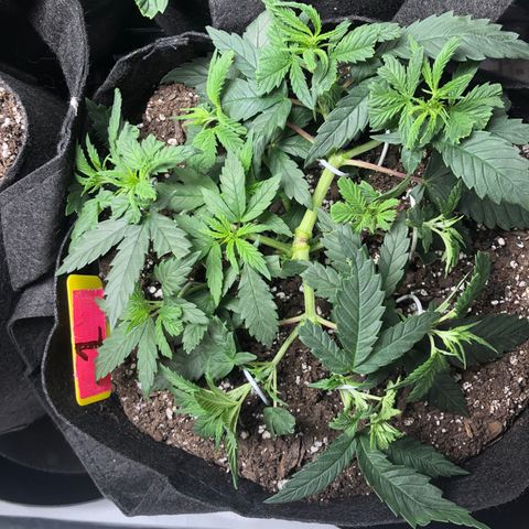Sir Gheen of the Green (6) growlog timeline photo