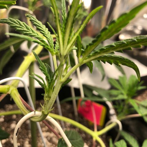 Sir Gheen of the Green (6) growlog timeline photo