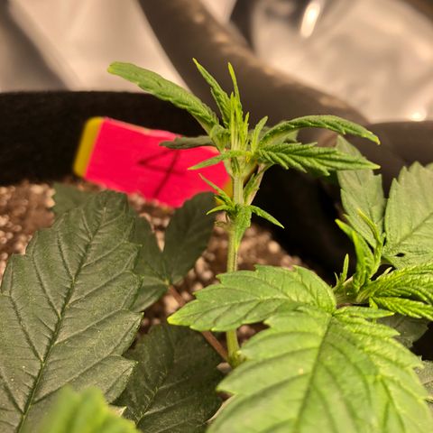 Sir Gheen of the Green (6) growlog timeline photo