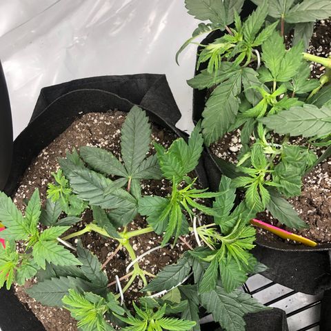 Sir Gheen of the Green (6) growlog timeline photo