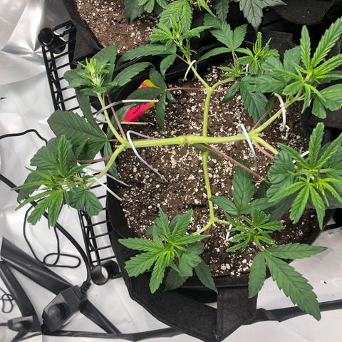 Sir Gheen of the Green (6) growlog timeline photo
