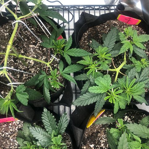Sir Gheen of the Green (6) growlog timeline photo