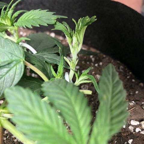 Sir Gheen of the Green (6) growlog timeline photo