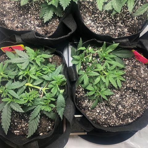 Sir Gheen of the Green (6) growlog timeline photo