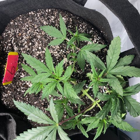Sir Gheen of the Green (6) growlog timeline photo
