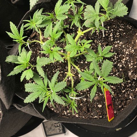 Sir Gheen of the Green (6) growlog timeline photo