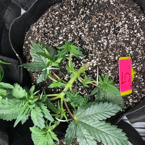 Sir Gheen of the Green (6) growlog timeline photo