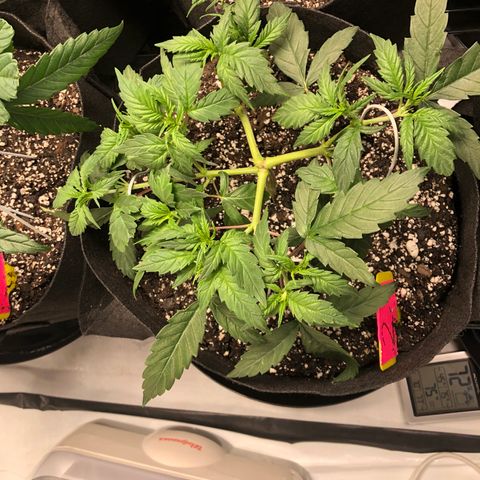 Sir Gheen of the Green (6) growlog timeline photo