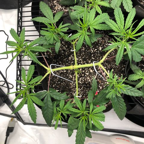 Sir Gheen of the Green (6) growlog timeline photo